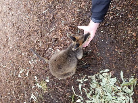 All Inclusive Blue Mountains Small-Group Day Trip From Sydney - Accommodation QLD 21