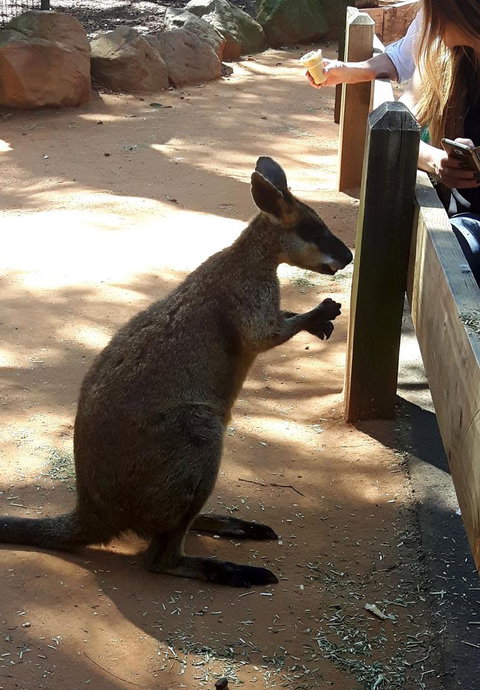 All Inclusive Blue Mountains Small-Group Day Trip From Sydney - Accommodation QLD 25