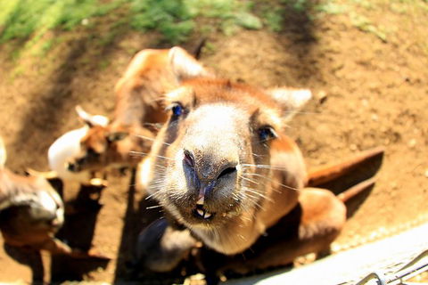 All-Inclusive Blue Mountains Day Trip With River Cruise - Accommodation QLD 1