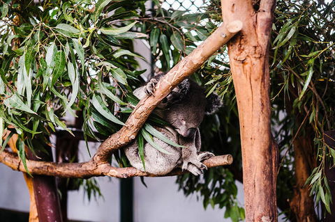 All-Inclusive Blue Mountains Day Trip With River Cruise - Accommodation QLD 14