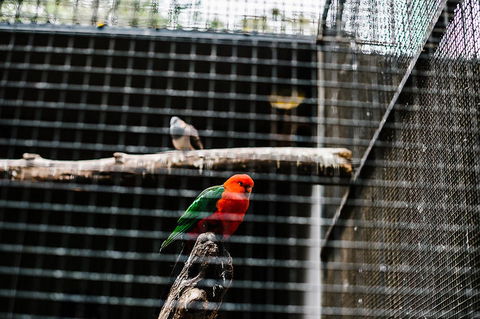 All-Inclusive Blue Mountains Day Trip With River Cruise - Accommodation QLD 17