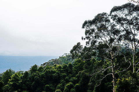 All-Inclusive Blue Mountains Day Trip With River Cruise - Accommodation QLD 18