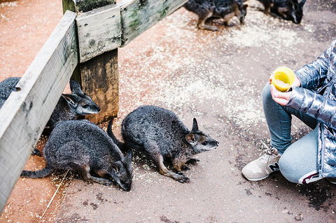 All-Inclusive Blue Mountains Day Trip With River Cruise - Accommodation QLD 15