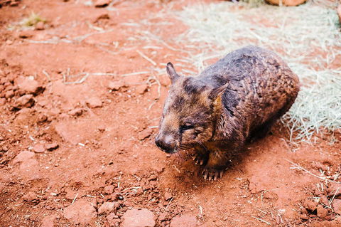 All-Inclusive Blue Mountains Day Trip With River Cruise - Accommodation QLD 16