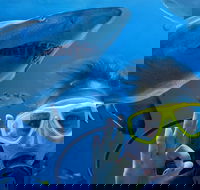 Shark Dive Xtreme at SEA LIFE Sydney Aquarium - Accommodation QLD