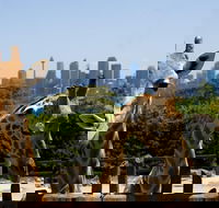 Sydney Taronga Zoo General Entry Ticket - Accommodation QLD