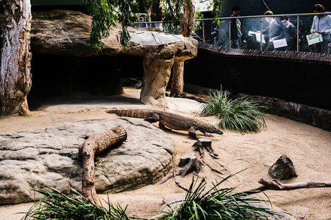 Sydney Taronga Zoo General Entry Ticket And Wild Australia Experience - Accommodation QLD 11