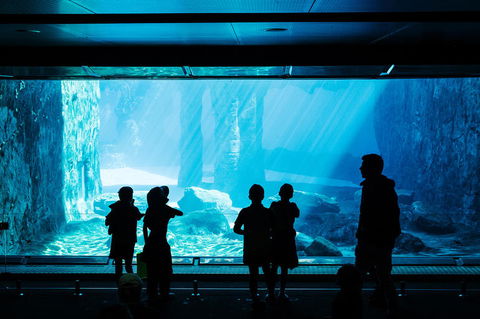 Sydney Taronga Zoo General Entry Ticket And Wild Australia Experience - Accommodation QLD 3