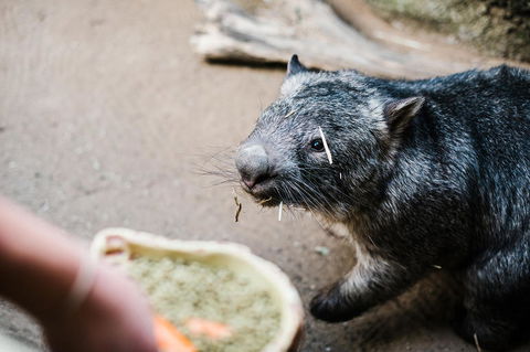 Sydney Taronga Zoo General Entry Ticket And Wild Australia Experience - Accommodation QLD 5