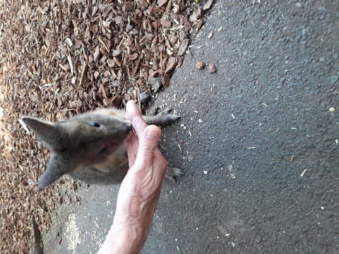 Small-Group Blue Mountains Day Trip From Sydney With Wildlife Park - Accommodation QLD 4