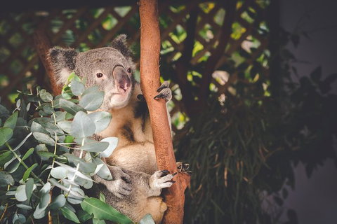 Small-Group Blue Mountains Day Trip From Sydney With Wildlife Park - Accommodation QLD 29
