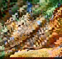 Sydney Harbour Hop On Hop Off Cruise with Taronga Zoo entry - Accommodation QLD