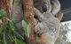 Sydney Taronga Zoo\'s Australian Animals Tour - thumb 5