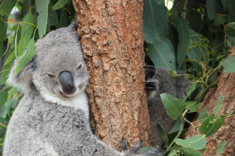 Sydney Taronga Zoo\'s Australian Animals Tour - Accommodation QLD 2