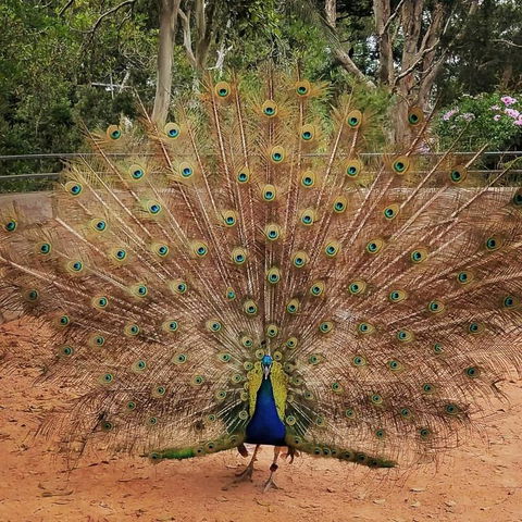 Sydney Taronga Zoo\'s Australian Animals Tour - Accommodation QLD 6