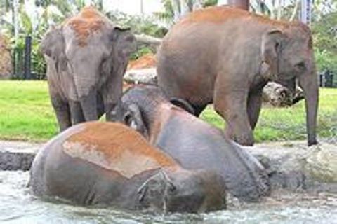 Sydney Taronga Zoo\'s Australian Animals Tour - Accommodation QLD 1