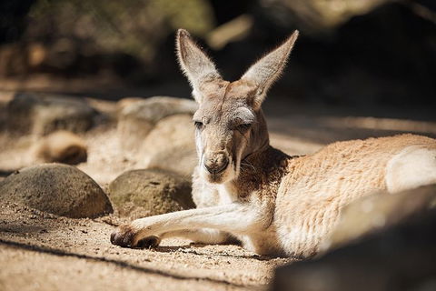 Sydney Taronga Zoo\'s Australian Animals Tour - Accommodation QLD 11