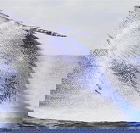 Whale Watching Sailing Experience in Sydney - Accommodation QLD