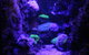 SEA LIFE Sydney Aquarium Entrance Ticket - thumb 8