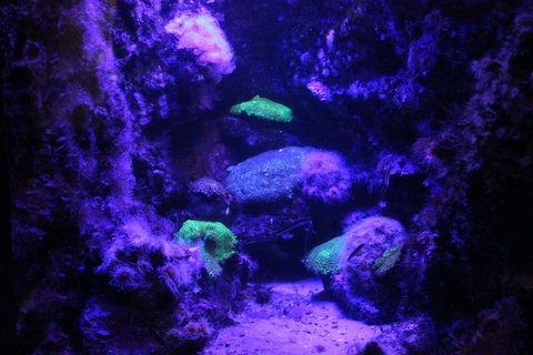 SEA LIFE Sydney Aquarium Entrance Ticket - Accommodation QLD 8