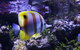 SEA LIFE Sydney Aquarium Entrance Ticket - thumb 7