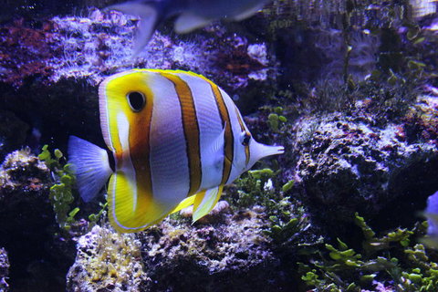 SEA LIFE Sydney Aquarium Entrance Ticket - Accommodation QLD 7