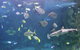 SEA LIFE Sydney Aquarium Entrance Ticket - thumb 9