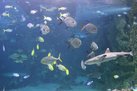 SEA LIFE Sydney Aquarium Entrance Ticket - Accommodation QLD 9