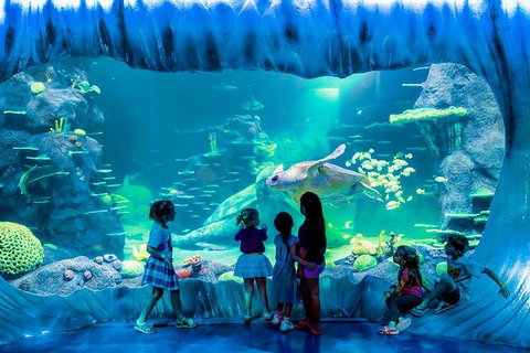 SEA LIFE Sydney Aquarium Entrance Ticket - Accommodation QLD 0