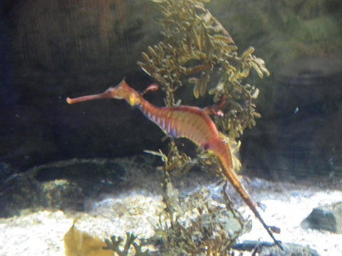 SEA LIFE Sydney Aquarium Entrance Ticket - Accommodation QLD 12