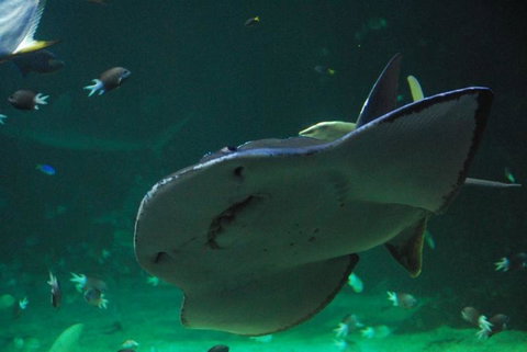 SEA LIFE Sydney Aquarium Entrance Ticket - Accommodation QLD 20