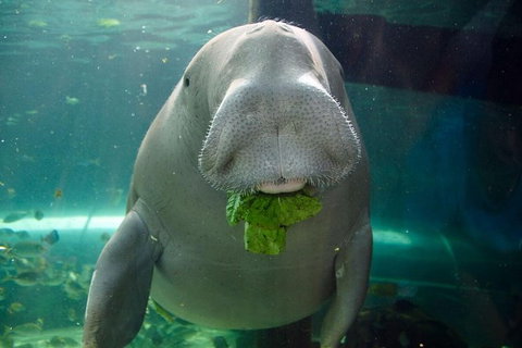 SEA LIFE Sydney Aquarium Entrance Ticket - Accommodation QLD 1