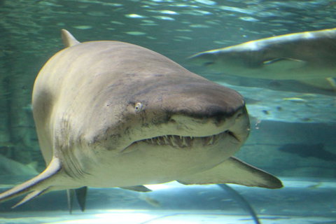 SEA LIFE Sydney Aquarium Entrance Ticket - Accommodation QLD 5