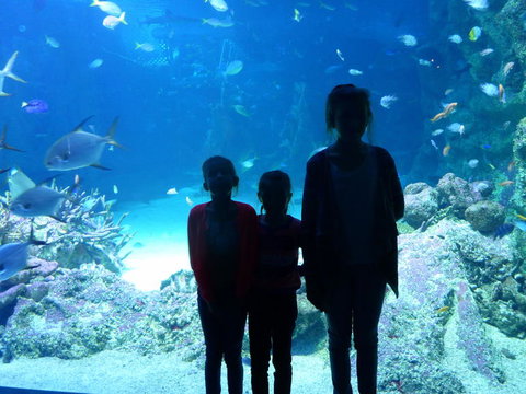 SEA LIFE Sydney Aquarium Entrance Ticket - Accommodation QLD 10