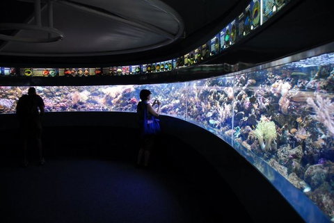 SEA LIFE Sydney Aquarium Entrance Ticket - Accommodation QLD 23