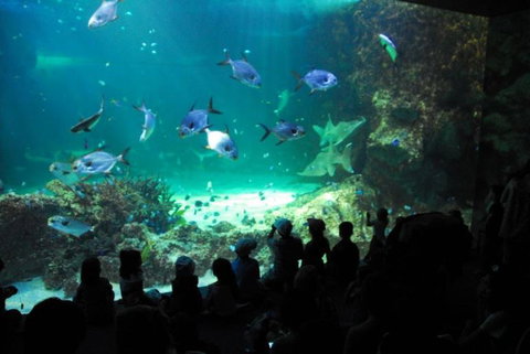 SEA LIFE Sydney Aquarium Entrance Ticket - Accommodation QLD 21