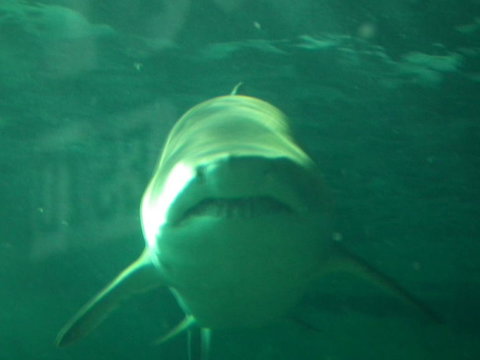SEA LIFE Sydney Aquarium Entrance Ticket - Accommodation QLD 13
