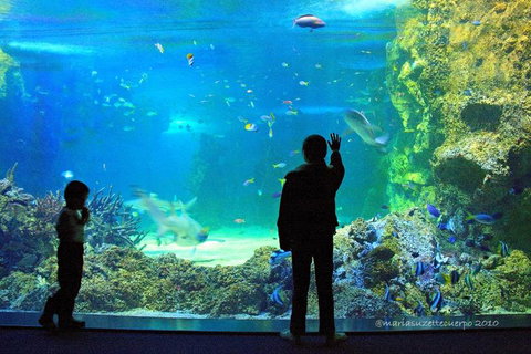 SEA LIFE Sydney Aquarium Entrance Ticket - Accommodation QLD 15