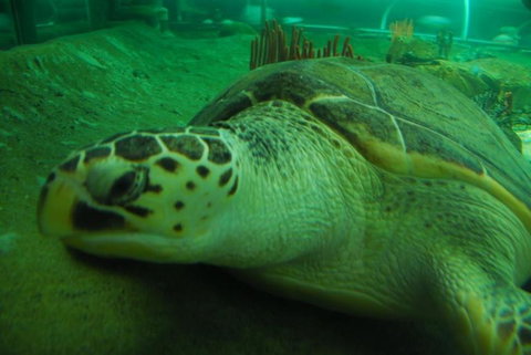 SEA LIFE Sydney Aquarium Entrance Ticket - Accommodation QLD 25
