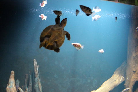 SEA LIFE Sydney Aquarium Entrance Ticket - Accommodation QLD 4
