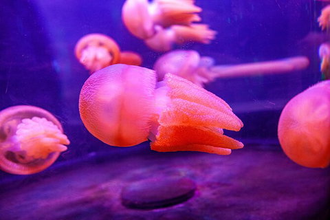 SEA LIFE Sydney Aquarium Entrance Ticket - Accommodation QLD 31