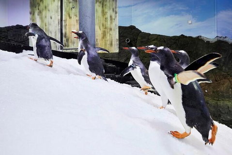 SEA LIFE Sydney Aquarium Entrance Ticket - Accommodation QLD 32