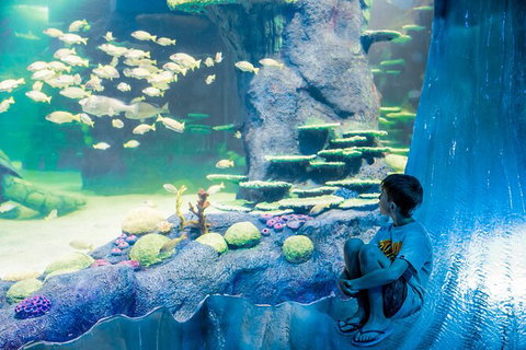 SEA LIFE Sydney Aquarium Entrance Ticket - Accommodation QLD 28