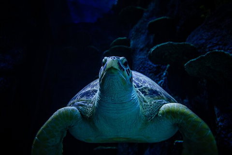 SEA LIFE Sydney Aquarium Entrance Ticket - Accommodation QLD 33