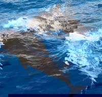 Port Stephens Day Tour From Sydney Including 4WD Sandboarding and Dolphins - Accommodation QLD