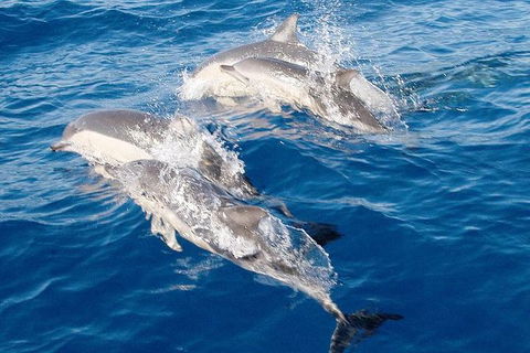 Port Stephens Day Tour From Sydney Including 4WD, Sandboarding And Dolphins - Accommodation QLD 0