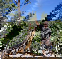 Private Shoalhaven Zoo Experience from Sydney - Accommodation QLD