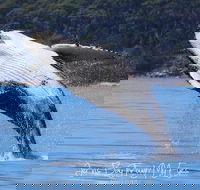 Whale Watching Jervis Bay - Accommodation QLD