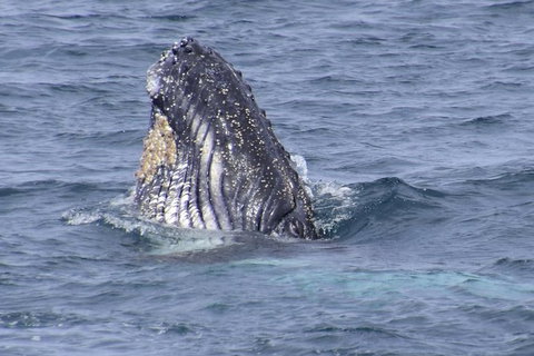 Jervis Bay Whale Watching Tour - Accommodation QLD 1