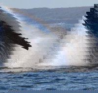 Jervis Bay Whale Watching Tour - Accommodation QLD